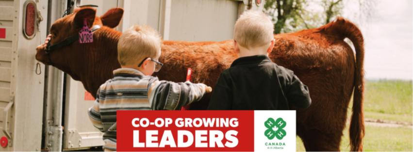 Decorative image of young child brushing a cow. Co-op Growing Leaders and the 4-H Alberta logo.